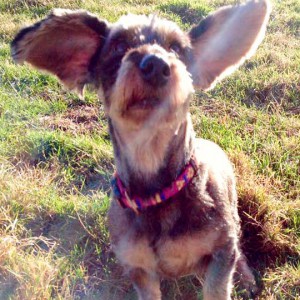 Hündin Rika (aka „Dumbo“ …) / © 2016 Arche KaNaum (DN) Hündin Rika (aka "Dumbo" ...) / © 2016 Arche KaNaum (DN)