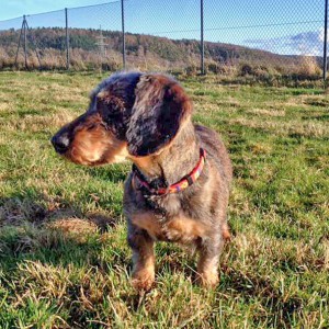 Hündin Rika / © 2016 Arche KaNaum (DN) Hündin Rika / © 2016 Arche KaNaum (DN)