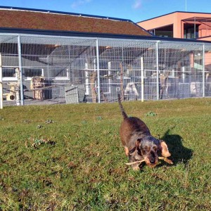 Hündin Rika / © 2016 Arche KaNaum (DN) Hündin Rika / © 2016 Arche KaNaum (DN)