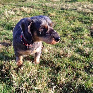 Hündin Rika / © 2016 Arche KaNaum (DN) Hündin Rika / © 2016 Arche KaNaum (DN)