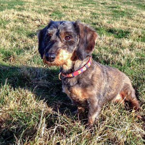 Hündin Rika / © 2016 Arche KaNaum (DN) Hündin Rika / © 2016 Arche KaNaum (DN)