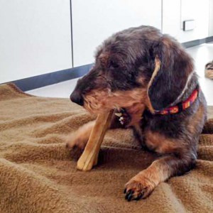 Hündin Rika / © 2016 Arche KaNaum (DN) Hündin Rika / © 2016 Arche KaNaum (DN)