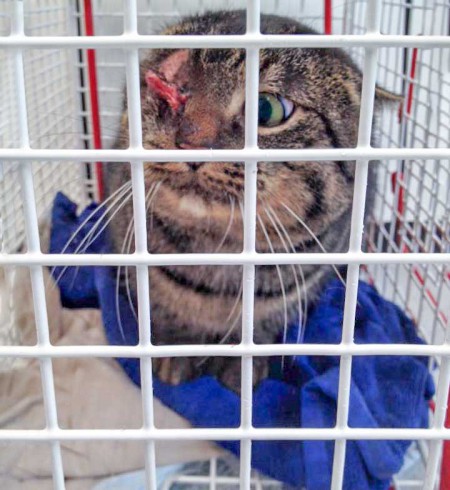 Streuner-Kater Captain Hook / © 2016 Arche KaNaum (DN)