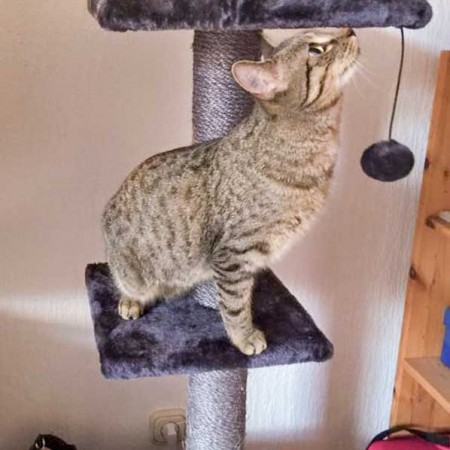 Kater Cooper im neuen Zuhause / © 15.01.'16 Privat
