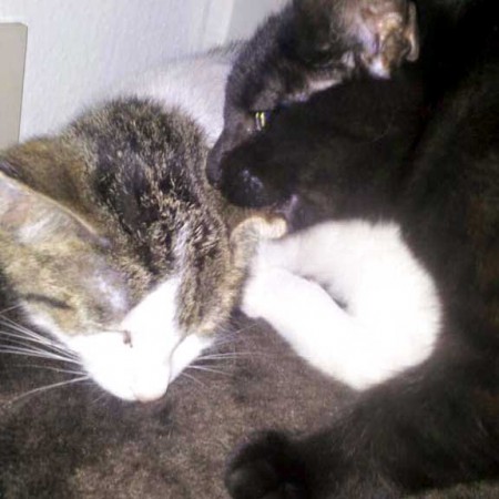 Kätzin Kathie (l.) mit Freundin im neuen Zuhause / © 15.01.'16 Privat