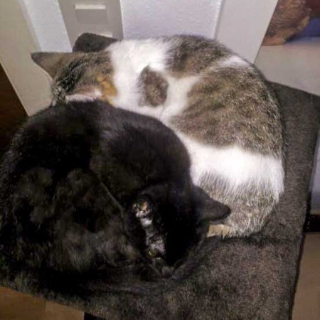 Kätzin Kathie (h.) mit Freundin im neuen Zuhause / © 15.01.'16 Privat