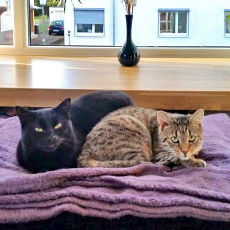 Kätzin Lucy (l.) mit Freundin im neuen Zuhause / © 15.01.'16 Privat