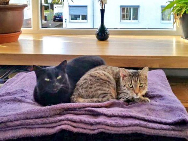 Kätzin Lucy (l.) mit Freundin im neuen Zuhause / © 15.01.'16 Privat