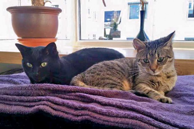 Kätzin Lucy (l.) mit Freundin im neuen Zuhause / © 15.01.'16 Privat