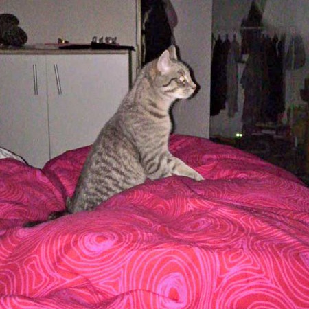 Kater Mr. Grey im neuen Zuhause / © 15.01.'16 Privat