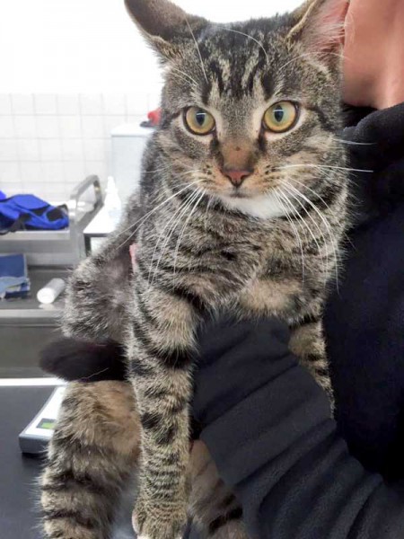 Fund-Kater aus BA-Mengeringhausen / © 2016 Arche KaNaum (DN)