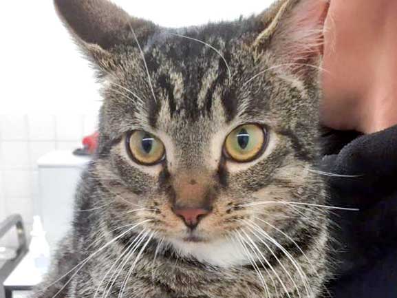 Fund-Kater aus BA-Mengeringhausen / © 2016 Arche KaNaum (DN)