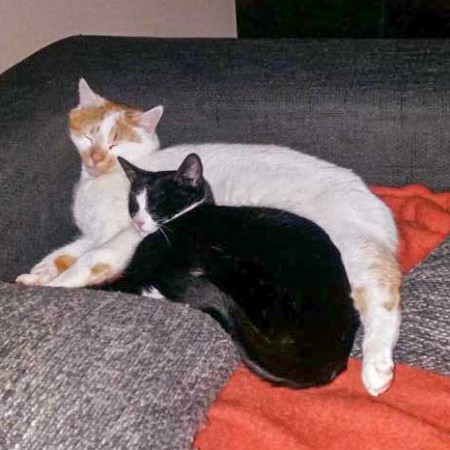 Kater Toni (h.) mit Kumpel im neuen Zuhause / © 18.01.'16 Privat