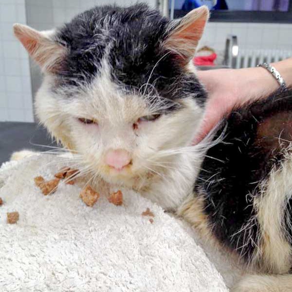 Ausgesetzter Kater / © 2016 Arche KaNaum (DN) Ausgesetzter Kater / © 2016 Arche KaNaum (DN)