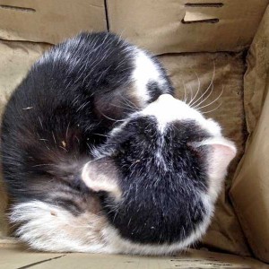 Ausgesetzter Kater / © 2016 Arche KaNaum (DN) Ausgesetzter Kater / © 2016 Arche KaNaum (DN)