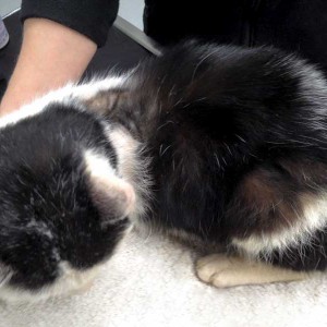 Ausgesetzter Kater / © 2016 Arche KaNaum (DN) Ausgesetzter Kater / © 2016 Arche KaNaum (DN)