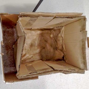 Der Karton, in dem der ausgesetzte Kater war / © 2016 Arche KaNaum (DN) Der Karton, in dem der ausgesetzte Kater war / © 2016 Arche KaNaum (DN)