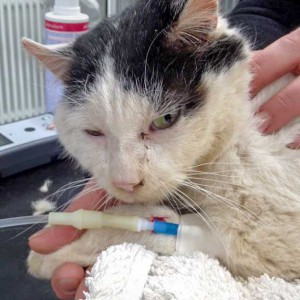 Ausgesetzter Kater / © 2016 Arche KaNaum (DN) Ausgesetzter Kater / © 2016 Arche KaNaum (DN)