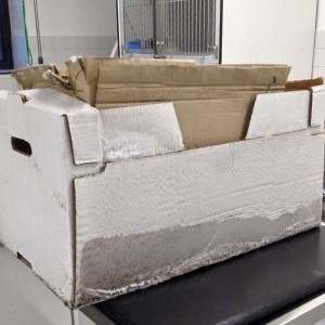 Der Karton, in dem der ausgesetzte Kater war / © 2016 Arche KaNaum (DN) Der Karton, in dem der ausgesetzte Kater war / © 2016 Arche KaNaum (DN)