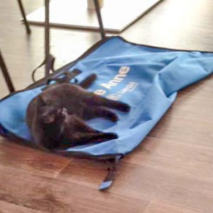 Und immer mittendrin: Arche-Kätzin Paula / © 2016 Arche KaNaum (DN) Und immer mittendrin: Arche-Kätzin Paula / © 2016 Arche KaNaum (DN)