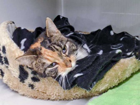 Kätzin Schlitzohr / © 2016 Arche KaNaum (DN)