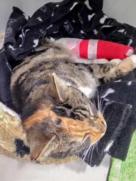 Kätzin Schlitzohr / © 2016 Arche KaNaum (DN)