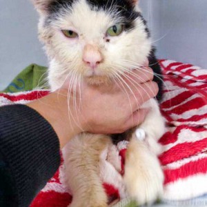 Kater Mufaro / © 2016 Arche KaNaum (DN) Kater Mufaro / © 2016 Arche KaNaum (DN)