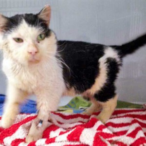 Kater Mufaro / © 2016 Arche KaNaum (DN) Kater Mufaro / © 2016 Arche KaNaum (DN)