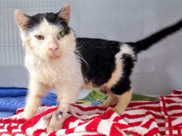 Kater Mufaro / © 2016 Arche KaNaum (DN)