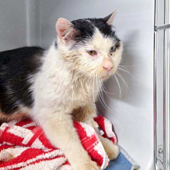 Kater Mufaro / © 2016 Arche KaNaum (DN) Kater Mufaro / © 2016 Arche KaNaum (DN)