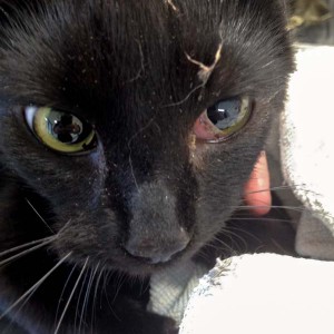 Kätzin Emmi aus der Beschlagnahmung vom 22. Jan. '16 / © 2016 Arche KaNaum (DN)