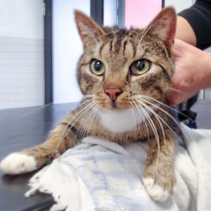 Kätzin Isa aus der Beschlagnahmung vom 22. Jan. '16 / © 2016 Arche KaNaum (DN)