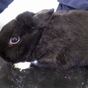 Kaninchen aus der Beschlagnahmung vom 22. Jan. '16 / © 2016 Arche KaNaum (DN)