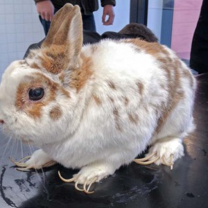 Kaninchen aus der Beschlagnahmung vom 22. Jan. '16 / © 2016 Arche KaNaum (DN)