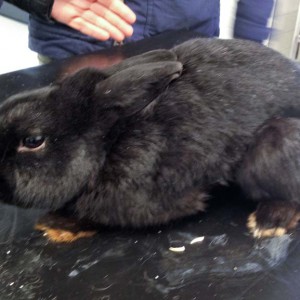 Kaninchen aus der Beschlagnahmung vom 22. Jan. '16 / © 2016 Arche KaNaum (DN)