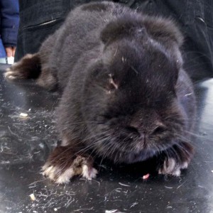Kaninchen aus der Beschlagnahmung vom 22. Jan. '16 / © 2016 Arche KaNaum (DN)