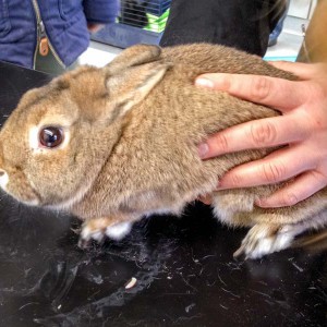 Kaninchen aus der Beschlagnahmung vom 22. Jan. '16 / © 2016 Arche KaNaum (DN)