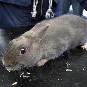 Kaninchen aus der Beschlagnahmung vom 22. Jan. '16 / © 2016 Arche KaNaum (DN)