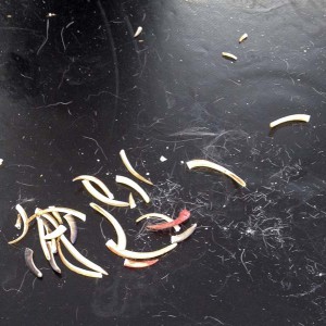 Abgeschnittene Krallen und andere Überbleibsel von den Kaninchen aus der Beschlagnahmung vom 22. Jan. '16 / © 2016 Arche KaNaum (DN)