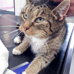 Kater Krümel aus der Beschlagnahmung vom 22. Jan. '16 / © 2016 Arche KaNaum (DN)