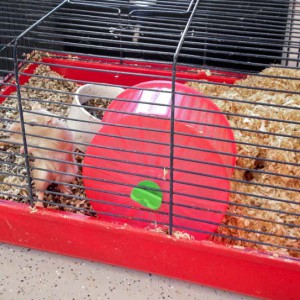 Rennmaus Svenja aus der Beschlagnahmung vom 22. Jan. '16 / © 2016 Arche KaNaum (DN)