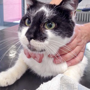 Kater Momo aus der Beschlagnahmung vom 22. Jan. '16 / © 2016 Arche KaNaum (DN)