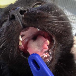 Zahnuntersuchung bei den Katzen aus der Beschlagnahmung vom 22. Jan. '16 / © 2016 Arche KaNaum (DN)