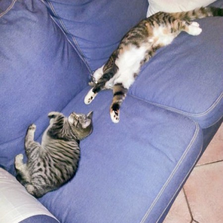 Kätzin Knicki (v.) mit Freundin im neuen Zuhause / © 22.01.'16 Privat