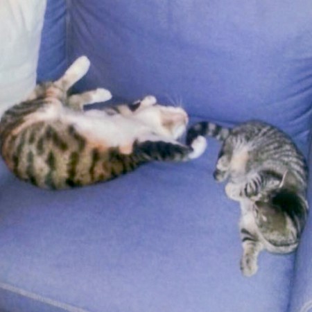 Kätzin Knicki (r.) mit Freundin im neuen Zuhause / © 22.01.'16 Privat
