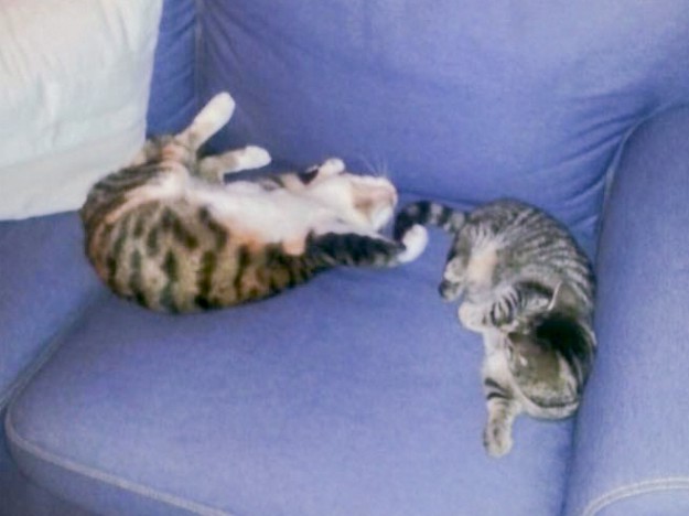 Kätzin Knicki (r.) mit Freundin im neuen Zuhause / © 22.01.'16 Privat