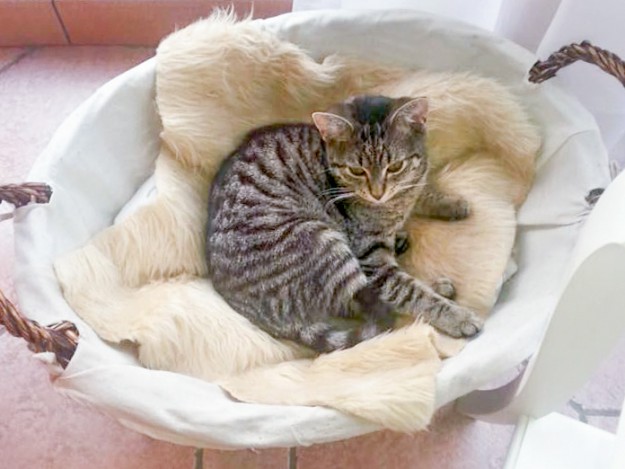 Kätzin Knicki im neuen Zuhause / © 22.01.'16 Privat