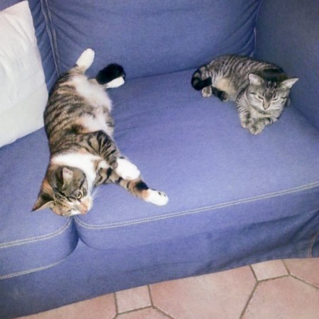 Kätzin Knicki (r.) mit Freundin im neuen Zuhause / © 22.01.'16 Privat
