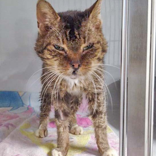 Kätzin Gabi aus der Beschlagnahmung vom 22. Jan. '16 / © 2016 Arche KaNaum (DN)