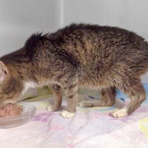 Kätzin Gabi aus der Beschlagnahmung vom 22. Jan. '16 / © 2016 Arche KaNaum (DN)